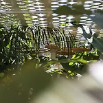 The Xon Кешме